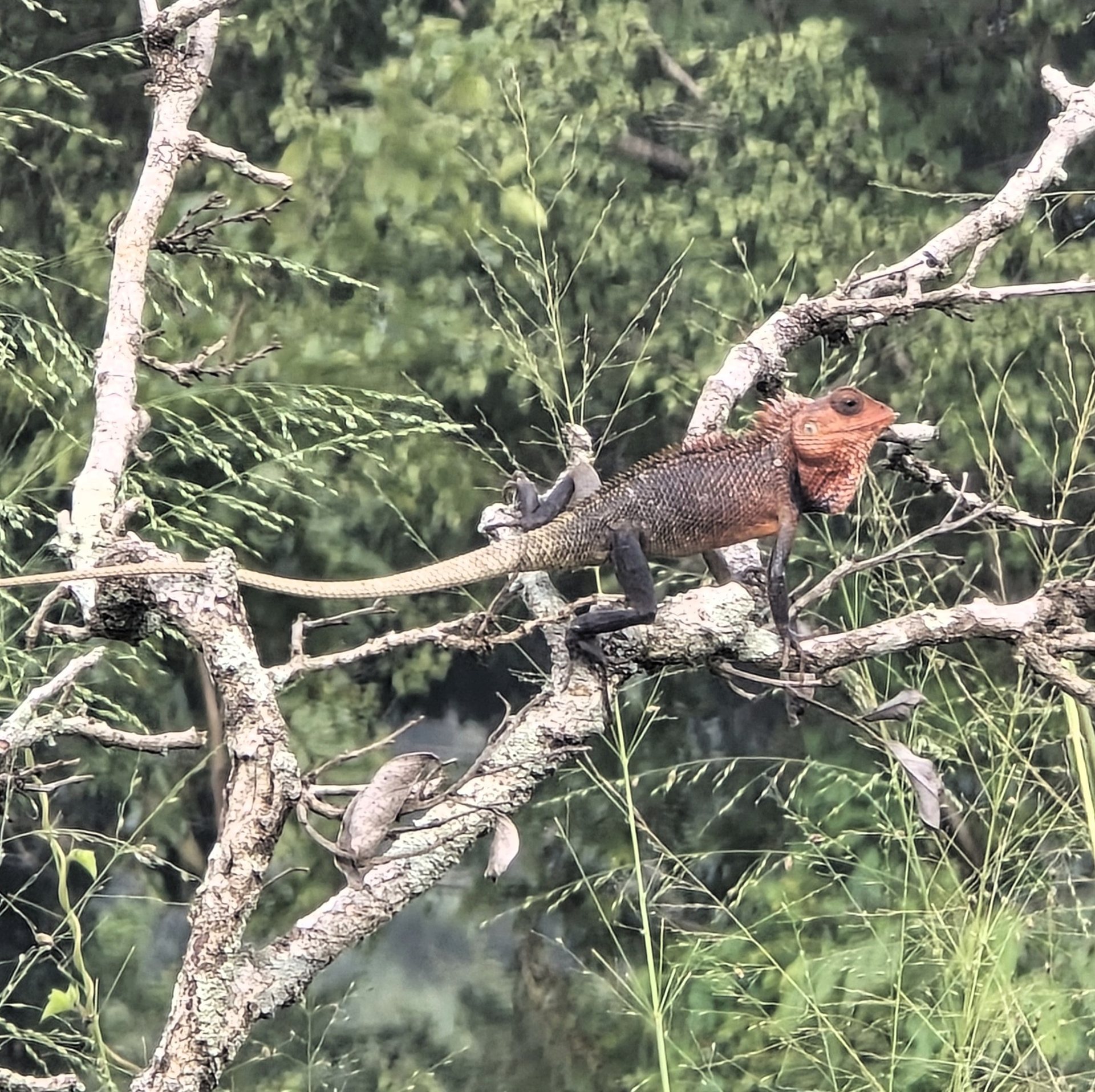 Agama Eidechse auf einem Ast, Sri Lanka
