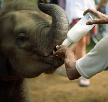 Pinnawala elephant