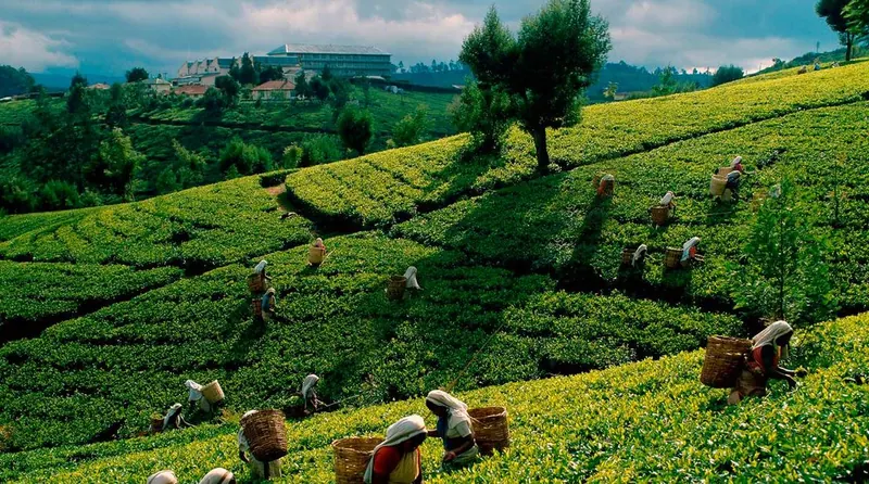 Tea country