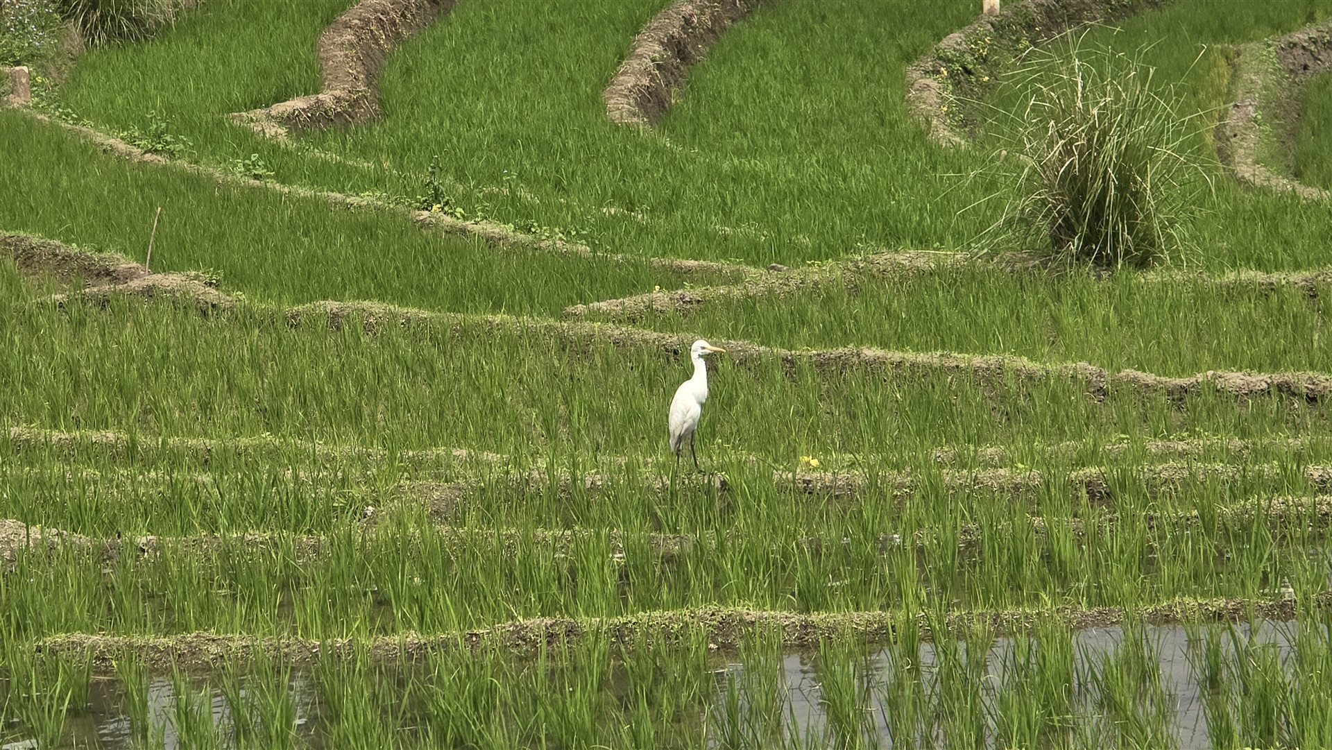 Reisterrassen mit Silberreiher, Sri Lanka