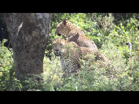 Wildlife Yala